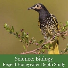 Regent Honeyeater